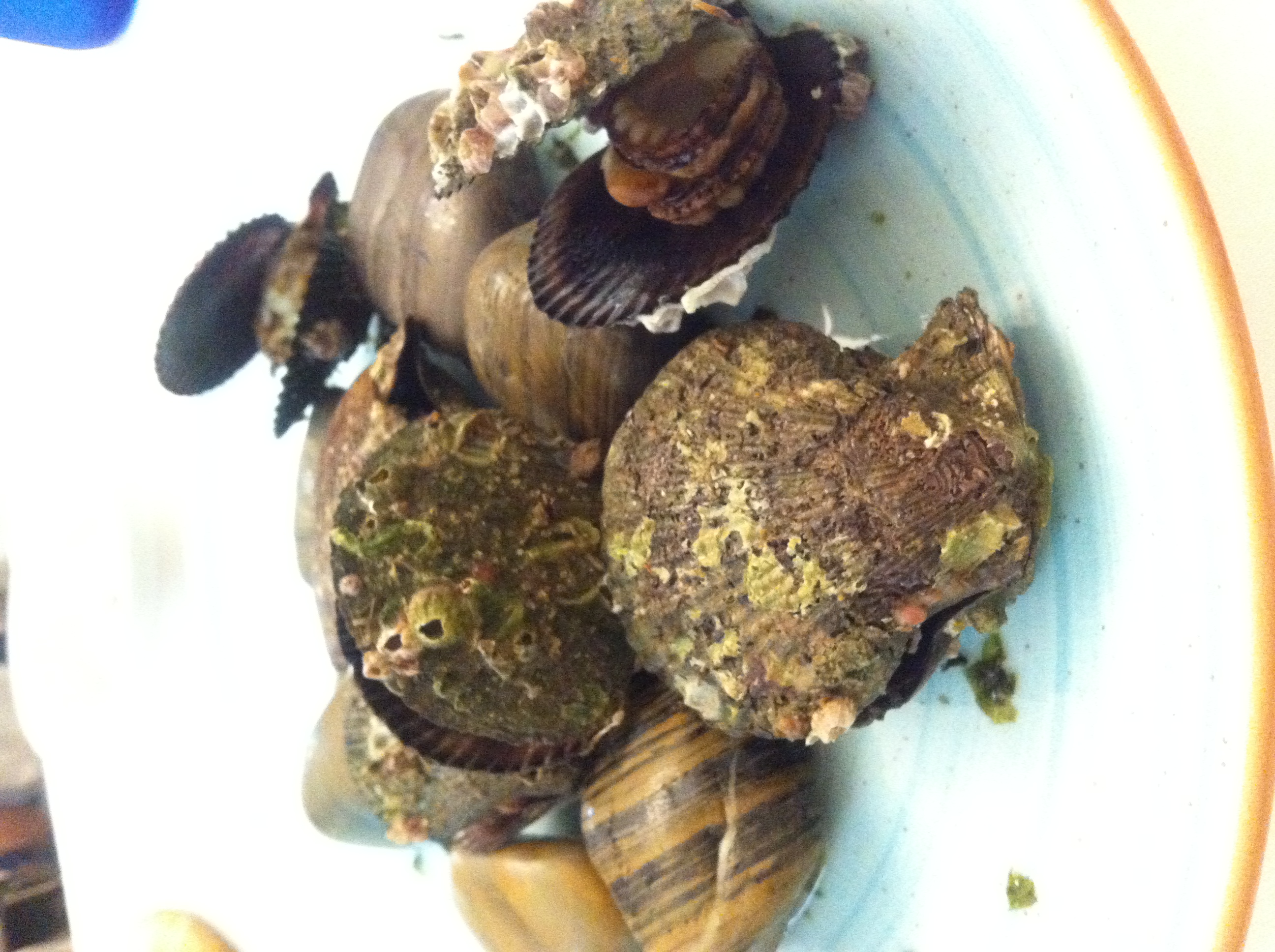 ちょっとスペイン語 14 魚介類の名前集合 おいでよ スペイン ちょっとスペイン語 14 魚介類の名前集合 おいでよ スペイン