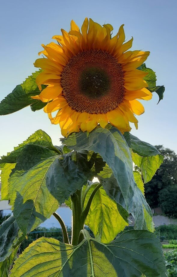 ちょっとスペイン語 15 植物の名前集合 おいでよ スペイン