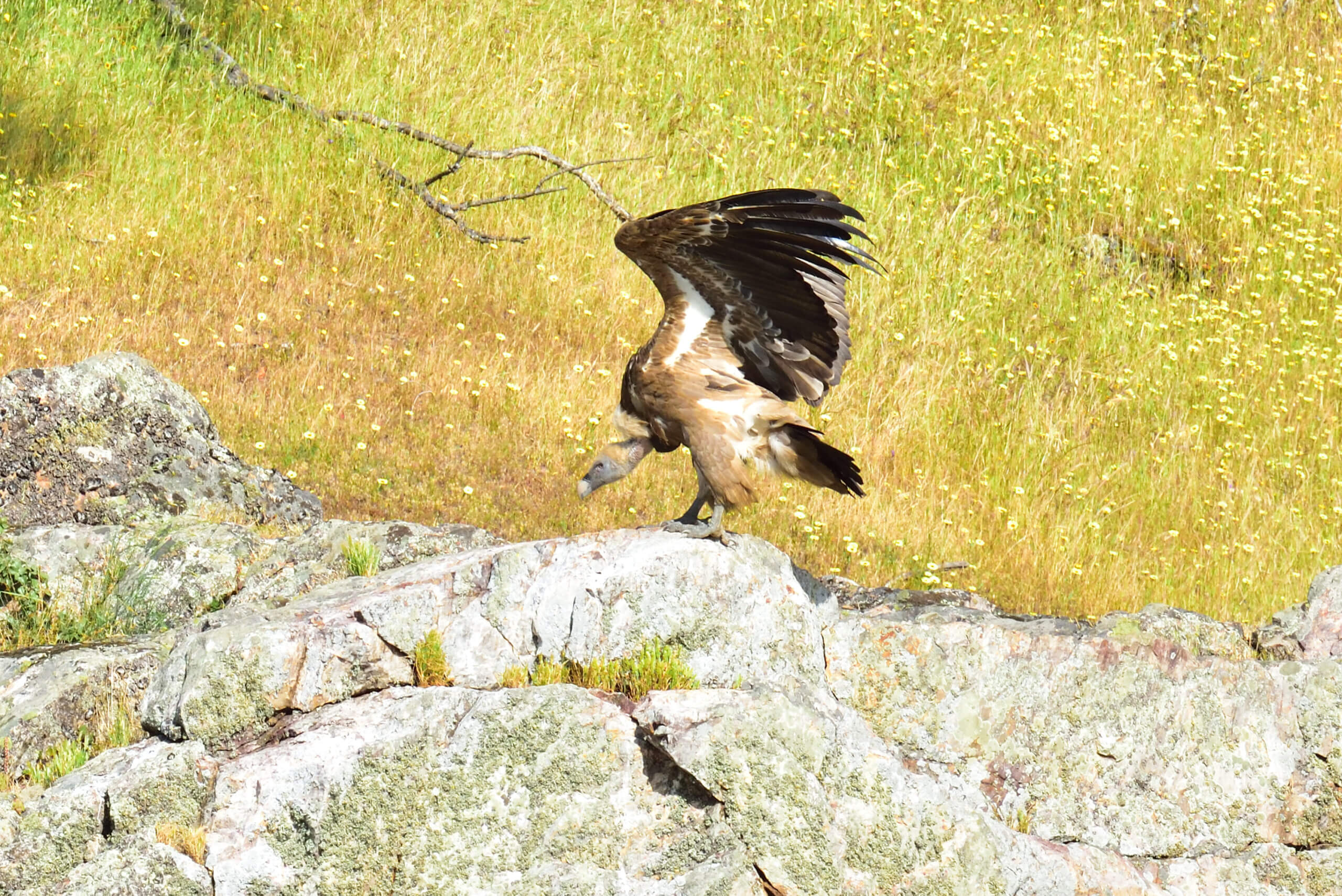 スペインでバードウォッチング 種類別 スペインの野鳥 日本語名 タカ科 おいでよ スペイン